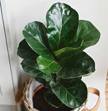 These plants appreciate humidity, so they grow best in moist areas. 14 Easy To Grow Houseplants Even You Can Not Kill