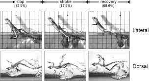 It basks on low branches that hang near water. Running On Water Three Dimensional Force Generation By Basilisk Lizards Pnas