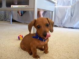 Their gait is fluid and smooth. Miniature Dachshund Facts Info Temperament Puppies Pictures