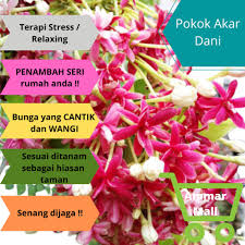 Video ini menerangkan tentang pokok rotala, spesis rotala, habitat asal dan juga cara penjagaan bagi pokok rotala. Pokok Bunga Anak Pokok Akar Dani Rangoon Creeper Menjalar Dan Bunga Yang Amat Wangi Shopee Malaysia