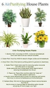 It tends to tolerate low light conditions very well. 6 Air Purifying House Plants Plants Inside Plants Air Purifying House Plants