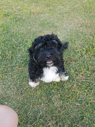 Black And White Havanese Puppy Pin By Nina Petrelli On My Havanese Puppy Arnie Palma Black And White Havanese Puppies Havanese Dogs Dog Breeds