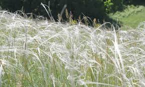 Image result for Stipa