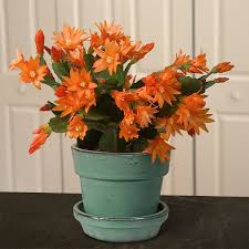 There are three different types of holiday cactus (christmas, thanksgiving, and easter) and they are named based on when they bloom. Easter Cactus No Spines Yet Still A Prickly Customer Laidback Gardener