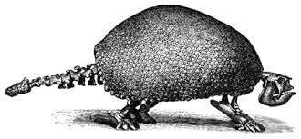 Image result for Paratheria