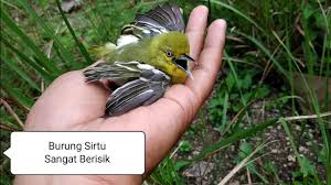 Burung cipoh memiliki suara yang berkarakter, maka tak heran bila banyak yang mengoleksi suara kicauannya untuk memaster burung kicau lainnya (simak: Dapat Burung Sirtu Sirpu Cipoh Yg Berisik Saat Mikat Burung Youtube