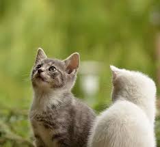 Pixabay De Ucretsiz Goruntuler Kedi Genc Hayvan Merakli 2020 Hayvan Evcil Hayvanlar Kedi
