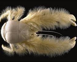 8 Newly Discovered Species Weird Sea Creatures Unusual Animals Bizarre Animals