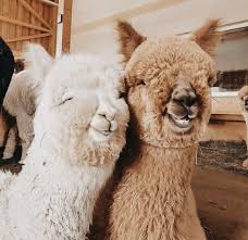 Lama Lama Lama Weird Animals Cute Alpaca Baby Animals