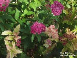 Image result for Spiraea x bumalda ´Crispa