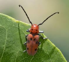 Photo Of Red Milkweed Beetle Horns Out On Naturalcrooksdotcom Red Insects Milkweed Plant Milkweed