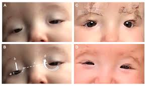 Image result for Blepharis transvaalensis