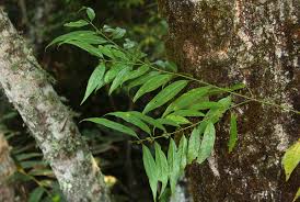 Image result for Pauridiantha