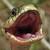 Albino Garter Snake