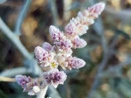 Image result for Aerva javanica