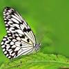 However, black and white butterfly species are most common in nature. 3
