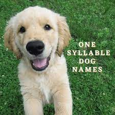 350 One Syllable Dog Names With Meanings Pethelpful
