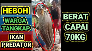 Ikan ini boleh membesar sehingga 2.4 meter (8 kaki) panjang seperti dilaporkan penduduk asli kg tanam, rompin, pahang. Warga Tangkap Ikan Tapah Besar 70kg Youtube