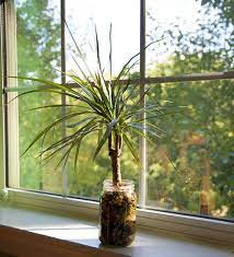 Madagascar Dragon Tree Care Instructions How To Care For A Dracaena Marginata Green And Vibrant Plants In Jars Plants Indoor Tropical Plants