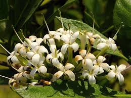 Image result for Cordia sinensis