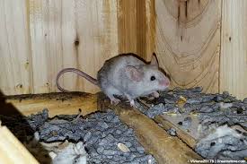 Photo via steven depolo on flickr the secret to keeping mice out of your rv. How To Get Mice Out Of Your Car A Step By Step Guide Pest Pointers Tips For At Home Pest Control