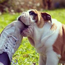 15 Importantes Lecciones Que Los Humanos Deben Aprender De Los Perros Para Ser Felices Perros Perros Bulldog Bulldog Ingles Bebe