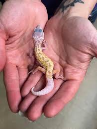 We did not find results for: Z Out Of Stock Leopard Gecko Leucistic Cb Juvies Euble