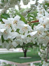 One of the best red flowering crabs! Cherry Blossom Vs Crabapple