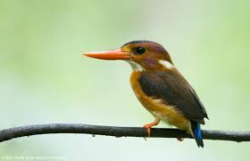 Ceyx sangirensis is known from the island of sangihe (fry and fry 1999, del hoyo et al. Sulawesi Dwarf Kingfisher Ceyx Fallax Observation Org