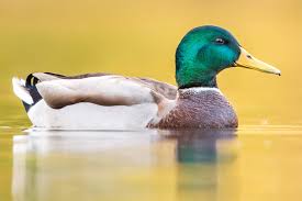 Futterung Von Wasservogeln Nabu Berlin