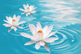 Image result for Flower hd wallpaper