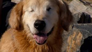 A golden retriever adoption organization, we place golden retrievers in forever homes. Toby A Blind Golden Retriever Still Enjoys Swimming Lifestyle Gazette Com