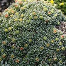 Image result for Galiniera saxifraga