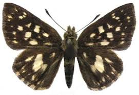 Image result for Triumfetta setulosa