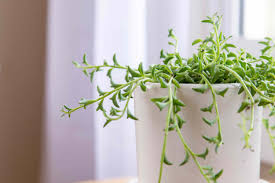 The plant is planted too deep in the pot too much soil can cause root rot because they stay wet too long and takes longer to dry out. String Of Dolphins Plant Care And Growing Guide