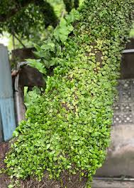 Image result for Pyrrosia schimperiana