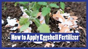 Below are some great ways to use your eggshells inside your garden! How To Apply Eggshell Fertilizers To Plants Eggshell Fertilizer For Plants 2016 Urdu Hindi Youtube