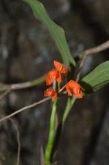 Image result for Brachycorythis pleistophylla