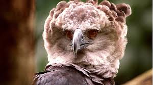 It is the largest and most powerful raptor found throughout its range, and among the largest extant species of eagles in the world. Amazon Eagle Faces Starvation In Last Stronghold Bbc News