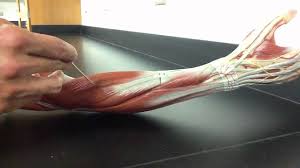 Muscles that move the arm. Muscular System Anatomy Posterior Forearm Model Description Somso Model Youtube