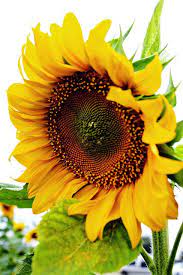 Sunflower Sensation Sunflower Flower Sunflower Pictures Beautiful Flowers