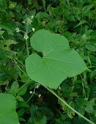 Image result for Sicyos