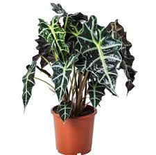 Fil kulağı çiçeklerimiz uzman ekibimiz tarafından üretilmiş olup tüm gübre ve ilaçlama işleri yapılmıştır. Alocasia Polly Fil Kulagi 17 Cm Plastik Saksida Kutukutucicek