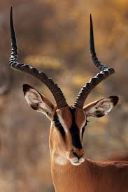juzaphoto kreaturen national kreaturen kreaturen juzaphoto juzaphoto national impala animal animals beautiful animal faces