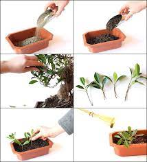 Vous voulez faire germer des graines chez vous en toute tranquillité ? Comment Cultiver Un Bonsai Conseils De Base A Ne Pas Negliger