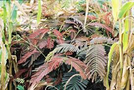 Image result for Entada abyssinica