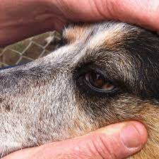 Scratched Eyeball Vet To Pet