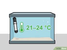 Java moss is a favorite amongst aquarium hobbyists. How To Grow Java Moss 13 Steps With Pictures Wikihow