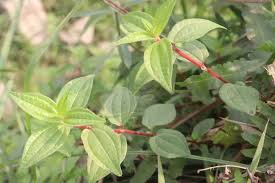 Image result for Pouzolzia