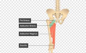 Musculo Pectineo Musculo Sartorio Musculo Gracilis Anatomia Do Braco Pessoas Anatomia Png Pngegg